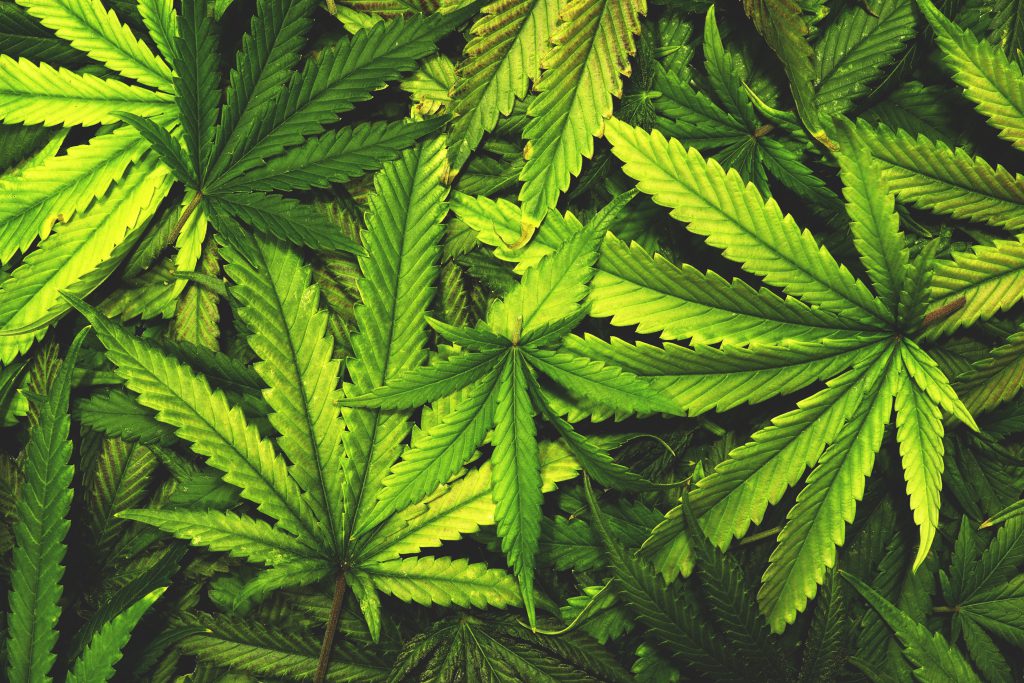 hanf_cannabis